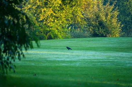 terrain-de-golf-avec-de-la-brume